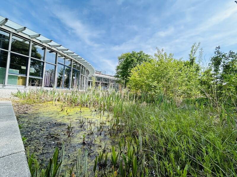 Teich an der Wilhelm-Leibl-Realschule Bad Aibling.