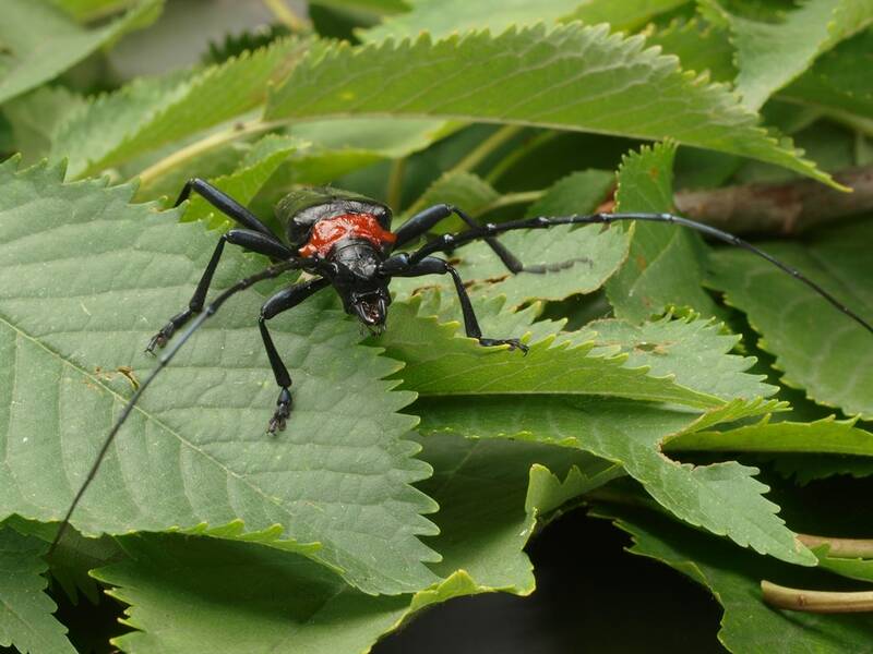 Asiatischer Moschusbockkäfer